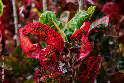 Vibrant of red Croton ​leaves