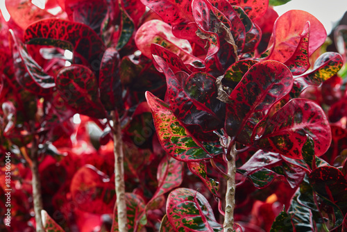 Vibrant of red Croton ​leaves