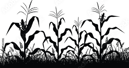 Cornfield Silhouette Vector Illustration.