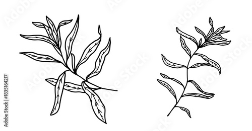 Sprigs of tarragon with leaves, black and white sketch. Vector illustration. A set of kitchen herbs, isolated on a white background. For menus, recipes, for printing on textiles and at farmer's fairs