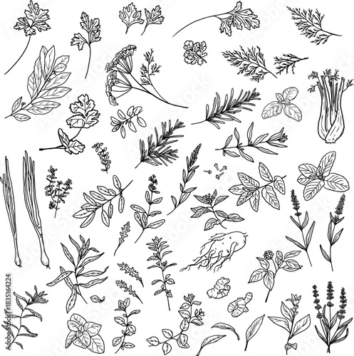 Kitchen herbs, black and white sketch. Vector illustration. The spice collection is isolated on a white background. For menus, recipes, for printing on textiles and at farmer's fairs