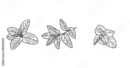 Mint and basil sprigs black and white sketch. Vector illustration. Set of kitchen herbs, isolated on a white background. For menus, recipes, for printing on textiles and on packages, at farmers' fairs