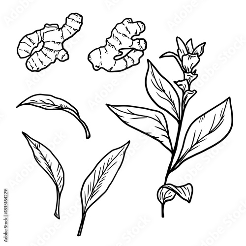 Twigs, leaves and roots of ginger, black and white sketch. Vector illustration. A set of kitchen herbs, isolated on a white background. For menus, recipes, for printing on textiles and farmers' fairs