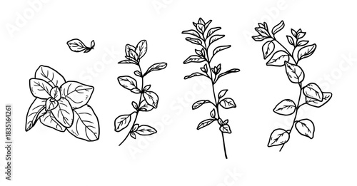 Basil, oregano and lemon balm sprigs, black and white sketch. Vector illustration. A set of kitchen herbs, isolated on a white background. For menus, recipes, for printing on textiles and on packages