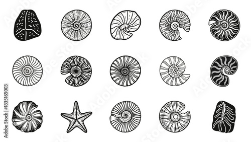 Detailed black and white vector drawing showcases fifteen assorted seashells and sea stones on a
