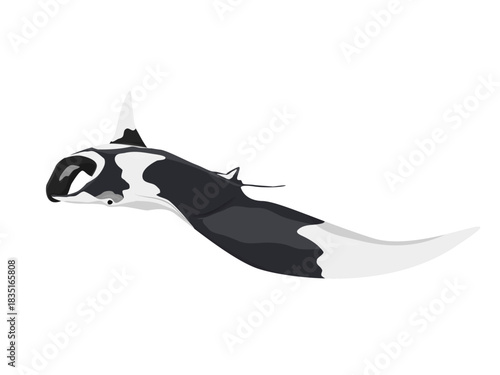 Giant oceanic manta ray, side view. Realistic vector sea animal