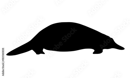 Australian platypus silhouette. Realistic vector animal.