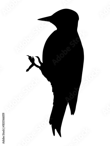 Silhouette of a Great Spotted Woodpecker. Realistic vector animal.
