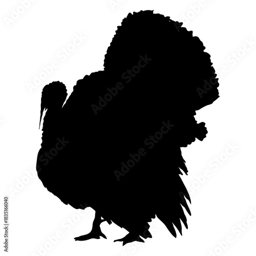 Turkey silhouette. Realistic vector animal.