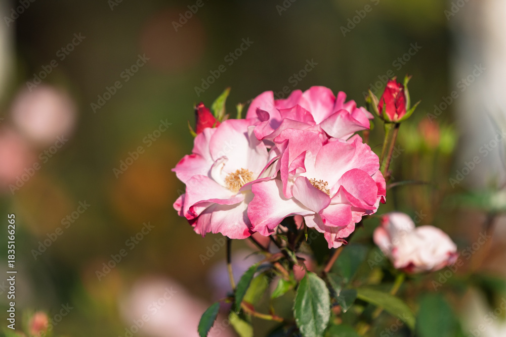 Fototapeta premium 夕陽に輝くピンクと白のバラの華やかな花姿