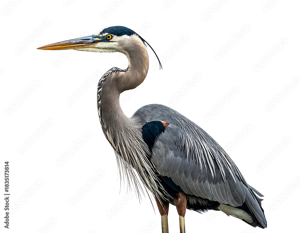 Fototapeta premium Elegant blue heron, feathers detailed, poses against a pure black background with graceful posture