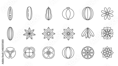 Botanical outline illustration showcasing flower and seed shapes for scientific study or design