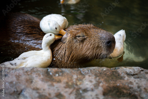 Capybara enjoying a relaxing spa day with friendly ducks in the water