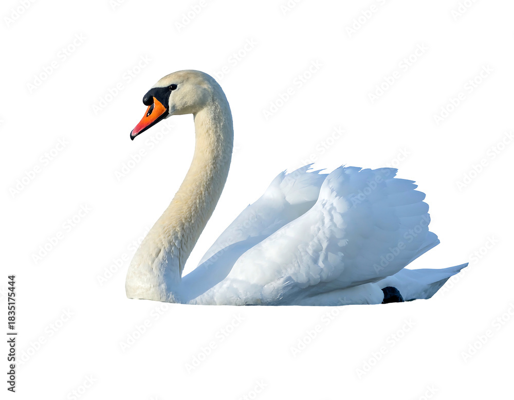 Fototapeta premium Elegant white swan with orange beak, swimming against a stark black background, emphasizing its graceful form