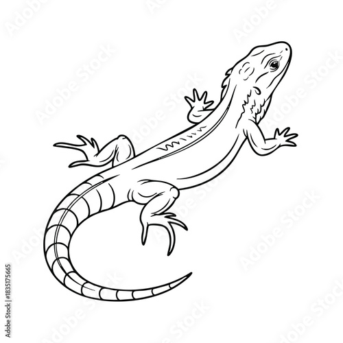 A black and white line drawing of a lizard with a long tail and textured body on a plain white background.