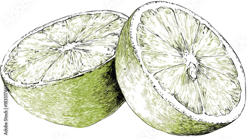 Detailed Vector Drawing of Lime Cut in Half with Outline
