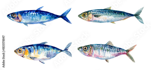 Watercolor set of sardine fish png. Seafood mediterranean food. Hand drawn fish for cooking. Fresh fish catch. Perfect for seafood menu, banners etc. Vector illustration.