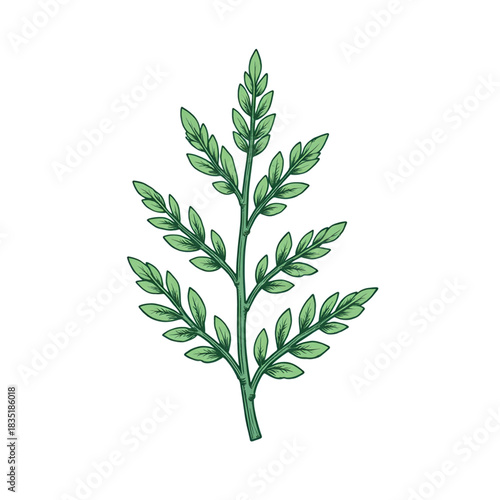 Botanical engraving of herb branch with leaves on transparent background, apothecary design