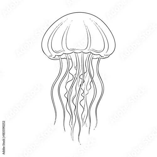 A line drawing of a jellyfish with a rounded bell and long tentacles on a white background.