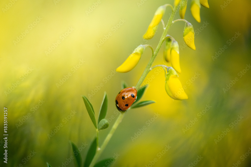 Naklejka premium Red black ladybug on a yellow flower