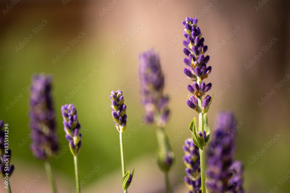 Fototapeta premium Violet lavender flowers with bokeh