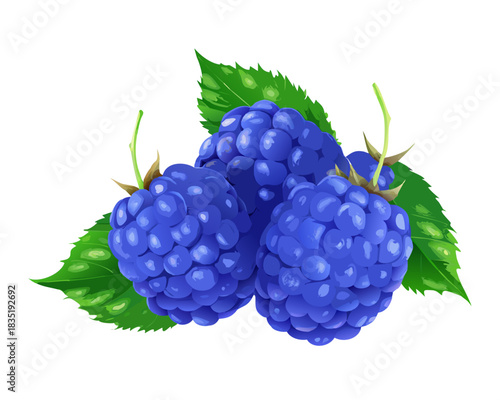 Fresh, ripe blackberry and raspberry fruits with leaves on a summer bush branch