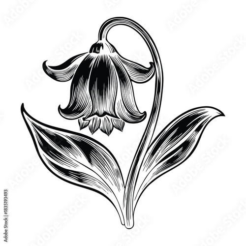 Bluebell flowers vector illustration with intricate line details and natural color palette