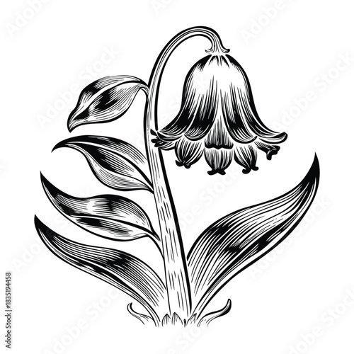 Realistic botanical vector of bluebell flowers with layered petals elegant stems and charming design