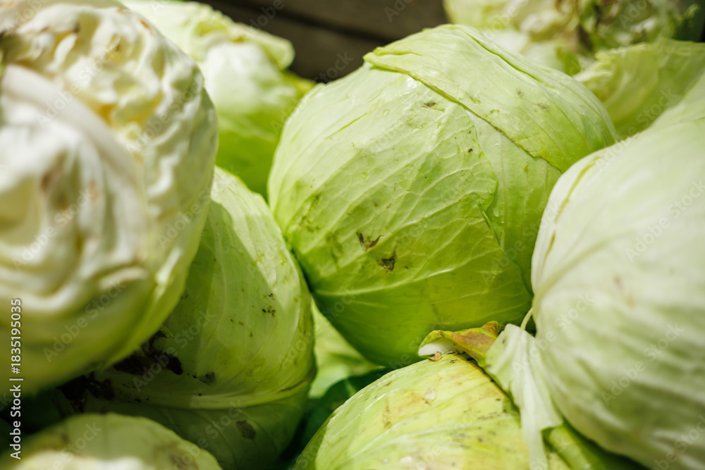 Fototapeta premium Fresh green cabbages stacked in a market display, highlighting their crisp leafy texture and natural light-green color.