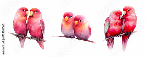 Watercolor illustration of cute pink and red lovebirds sitting on branches. Romantic couple parrots isolated on white background. Hand-painted tropical birds art, Valentine’s day design, love concept.