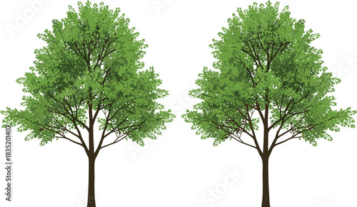 Pair of realistic deciduous trees with vibrant green foliage and detailed branches vector illustration, classic nature element for landscape architecture design.
