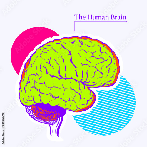 Human Brain Anatomy – Detailed Medical Illustration of Brain