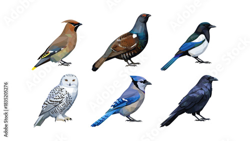 Polygonal bird art collection depicting diverse avian species