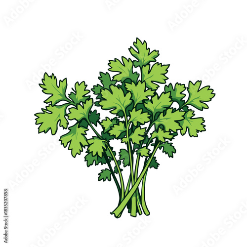 Vsai fresh green cilantro herb bunch for cooking