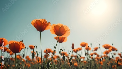 Fototapeta Naklejka Na Ścianę i Meble -  Field of vibrant orange poppies blooming under a bright sunny sky representing summer and natures be