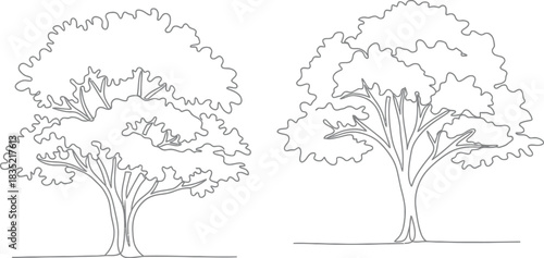 Two trees sketch illustration hand drawn forest outline minimalist nature art
