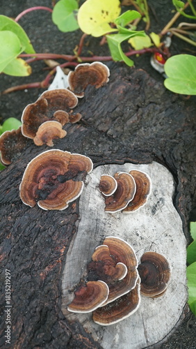 Mushrooms growing on tree trunks in the forest. Nature backgrounds and textures. Focus selected