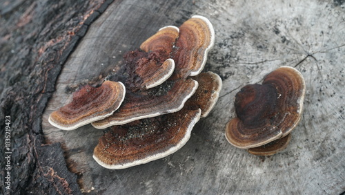 Mushrooms growing on tree trunks in the forest. Nature backgrounds and textures. Focus selected