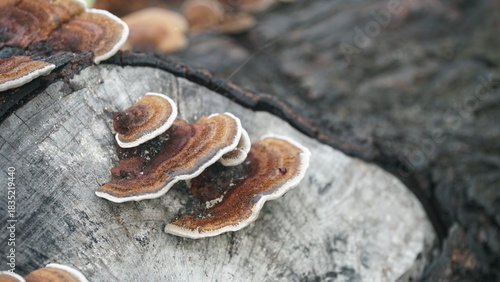Mushrooms growing on tree trunks in the forest. Nature backgrounds and textures. Focus selected