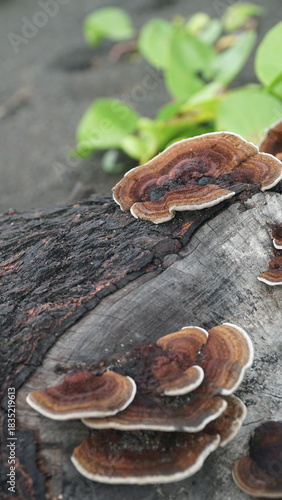 Mushrooms growing on tree trunks in the forest. Nature backgrounds and textures. Focus selected