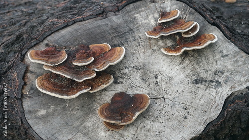 Mushrooms growing on tree trunks in the forest. Nature backgrounds and textures. Focus selected