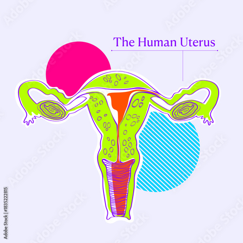 Female Reproductive System Anatomy – Colorful Flat Outline Vector Illustration