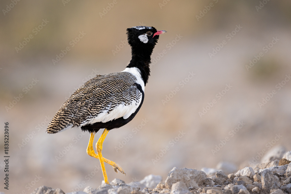 Obraz premium Male Northern Black Korhaan (Witvlerkkoorhaan) (Afrotis afraoides) ) at Sonderkop waterhole in the Etosha National Park, Namibia