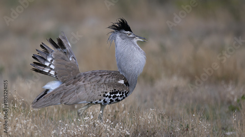 The Kori Bustard (Ardeotis kori) (Gompou) is the largest flying bird native to Africa. The male Kori Bustard may be the heaviest living animal capable of flight, displaying near Okaukuejo in the Etosh