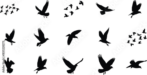 Bird, flight, silhouette, posture, wing, motion, flock, angle, vector, black, pose, setup, nature, wildlife, soaring, glide, airborne, formation, dynamic, flavector
