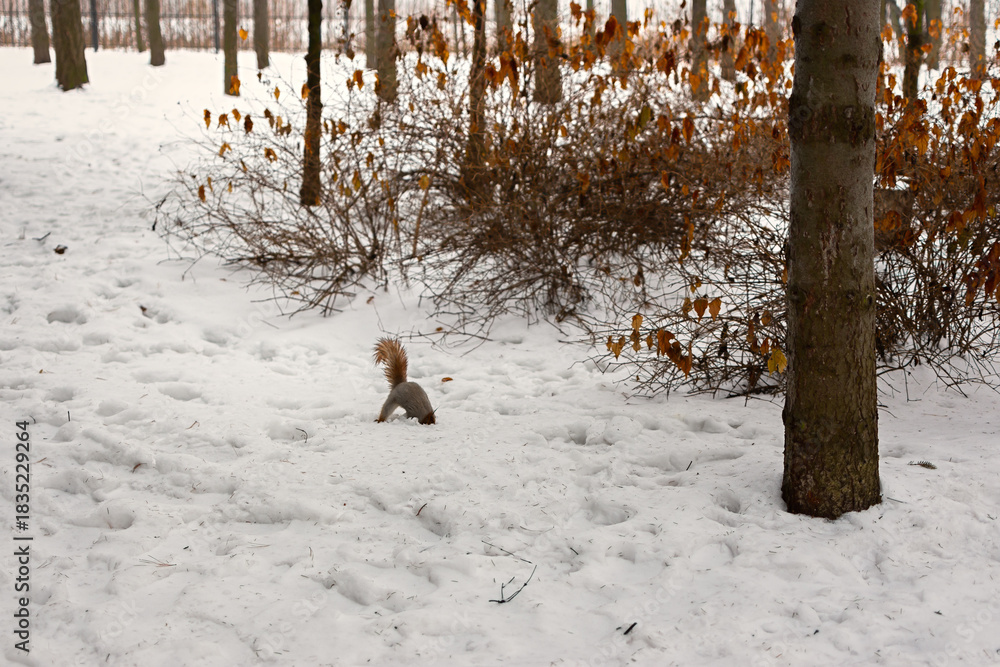 Obraz premium Squirrel hides nuts winter snow. A nimble brown squirrel in the park found nuts and hid it. Feeding urban animals. The concept of caring and kindness. Tame squirrels live in the park. Urban animals
