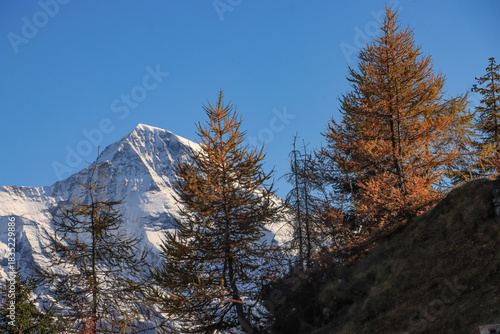 Herbst im Berner Oberland; Weißer Mönch hinter gelben Lärchen