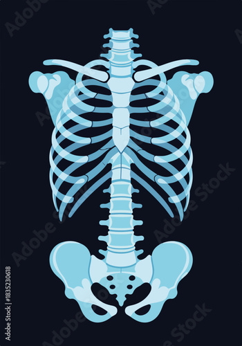 Human skeleton torso anatomy flat design graphic. Spine ribcage and pelvis bones in x-ray style. Medical orthopedic healthcare symbol