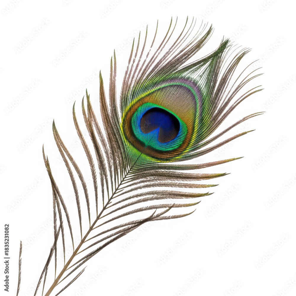 Fototapeta premium A single peacock feather isolated on transparent background