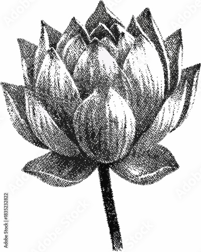 Black and white sketch of a blooming lotus flower with textured petals